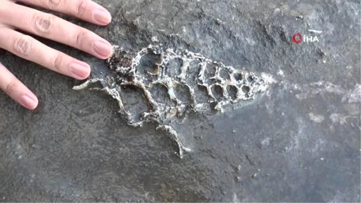 Kaya parçasında 70 milyon yıllık fosil