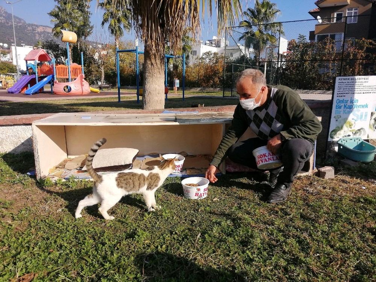 Kemer\'de bir ayda 27 sokak hayvanı sahiplendirildi