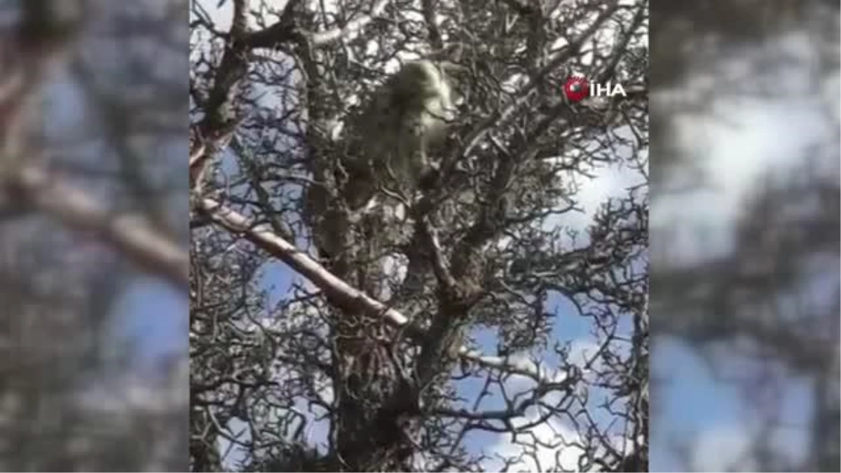 Köpeklerin saldırısından kaçan vaşak, ağaca çıkarak kurtuldu