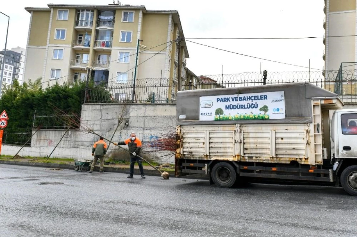 Esenyurt\'a ıhlamur ve akasya ağaçları dikildi