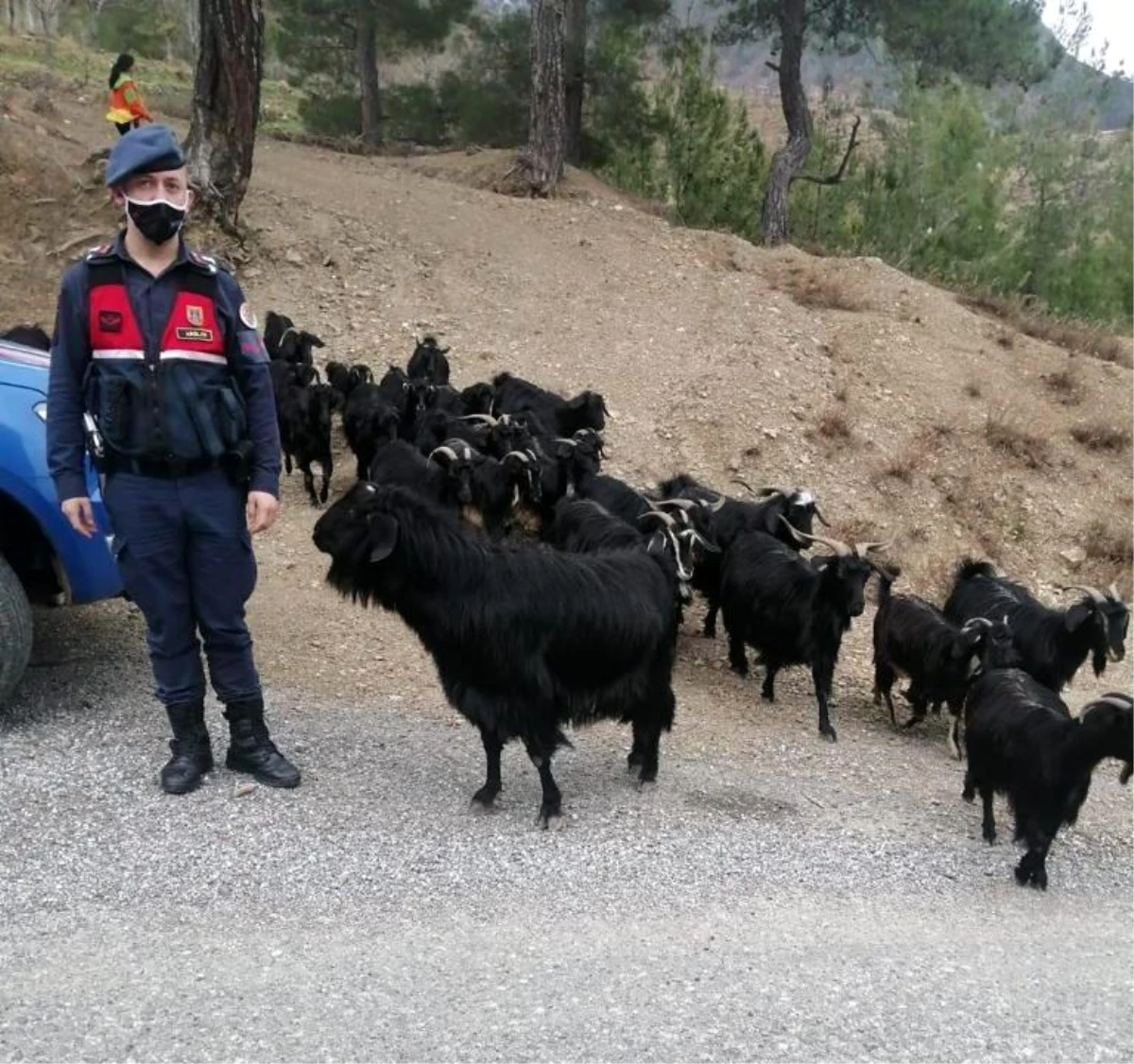 Son dakika haber: Fatma teyzenin kaybolan keçilerini jandarma buldu