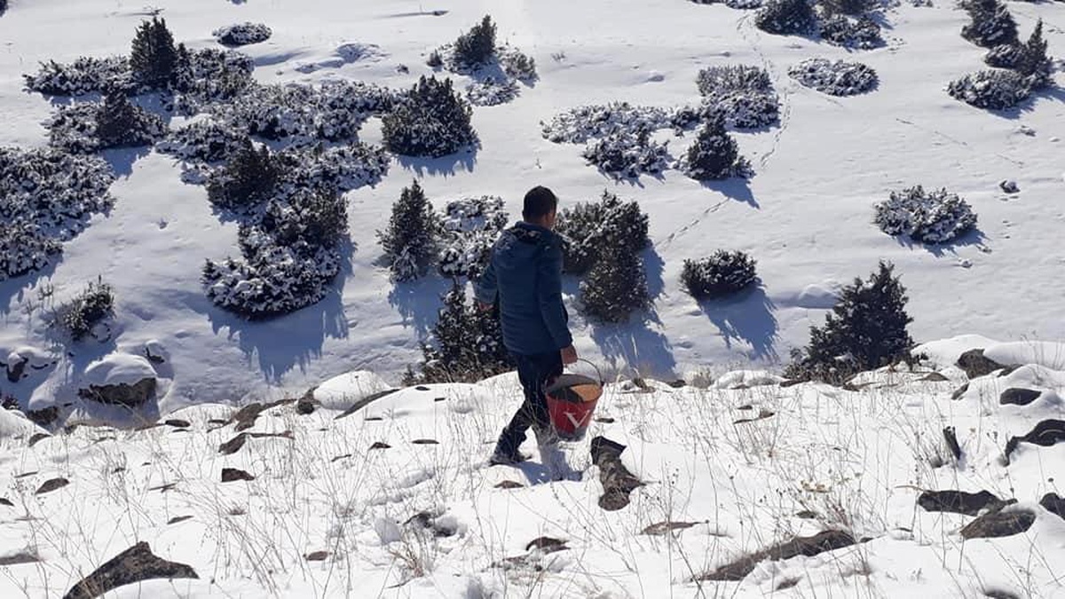Kars\'ta yaban hayvanları için doğaya yem bırakıldı