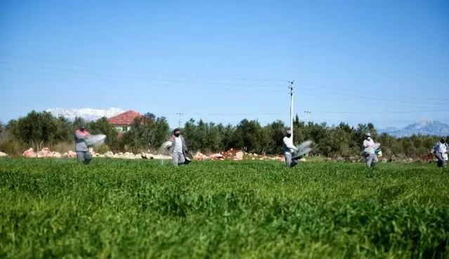 Kepez buğday tarlalarına gözü gibi bakıyor