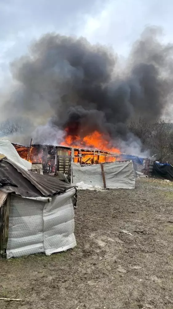 arnavutkoy de ahirda yangin ciki 7 koyun telef oldu son dakika