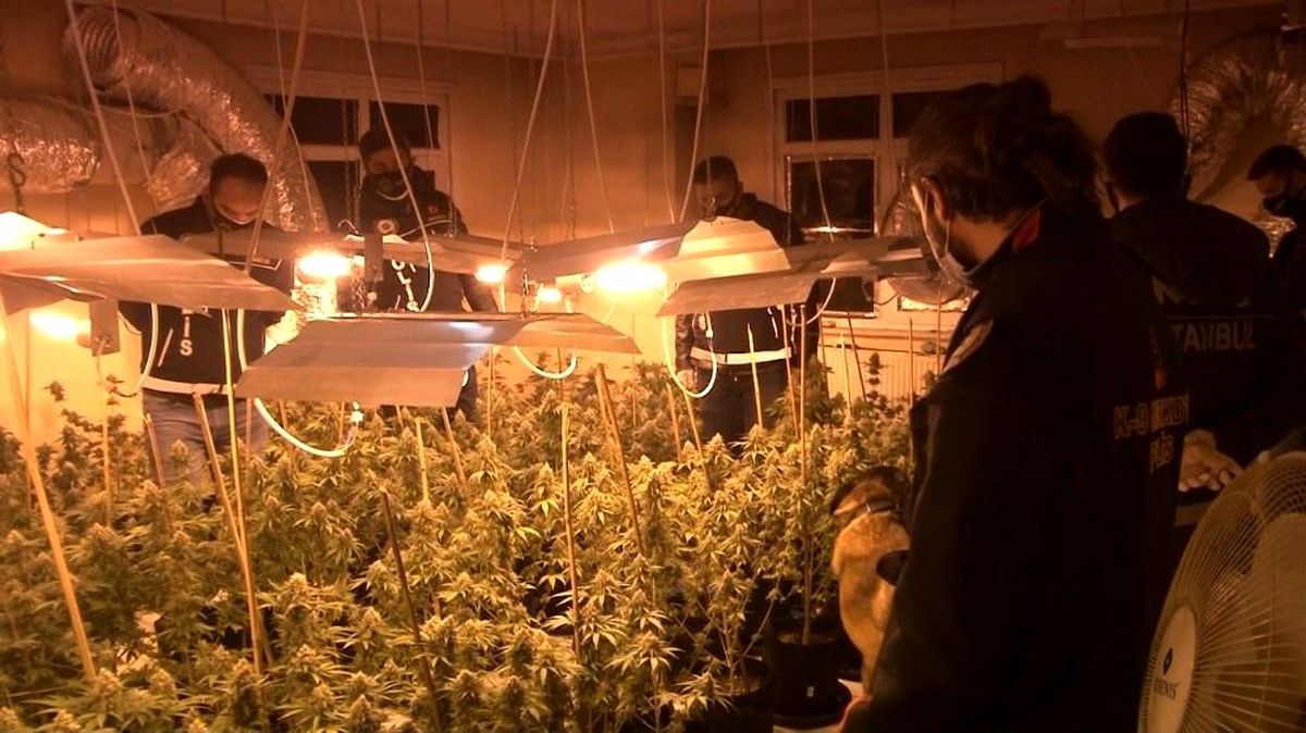 Avcılar'da narkotik operasyonu: 1 Milyon Liralık uyuşturucu serası bulundu