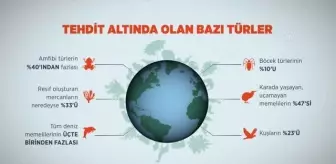 (VİDEO-GRAFİK) Dünyada 1 milyon hayvan ve bitki türünün nesli tükenme tehdidi altında