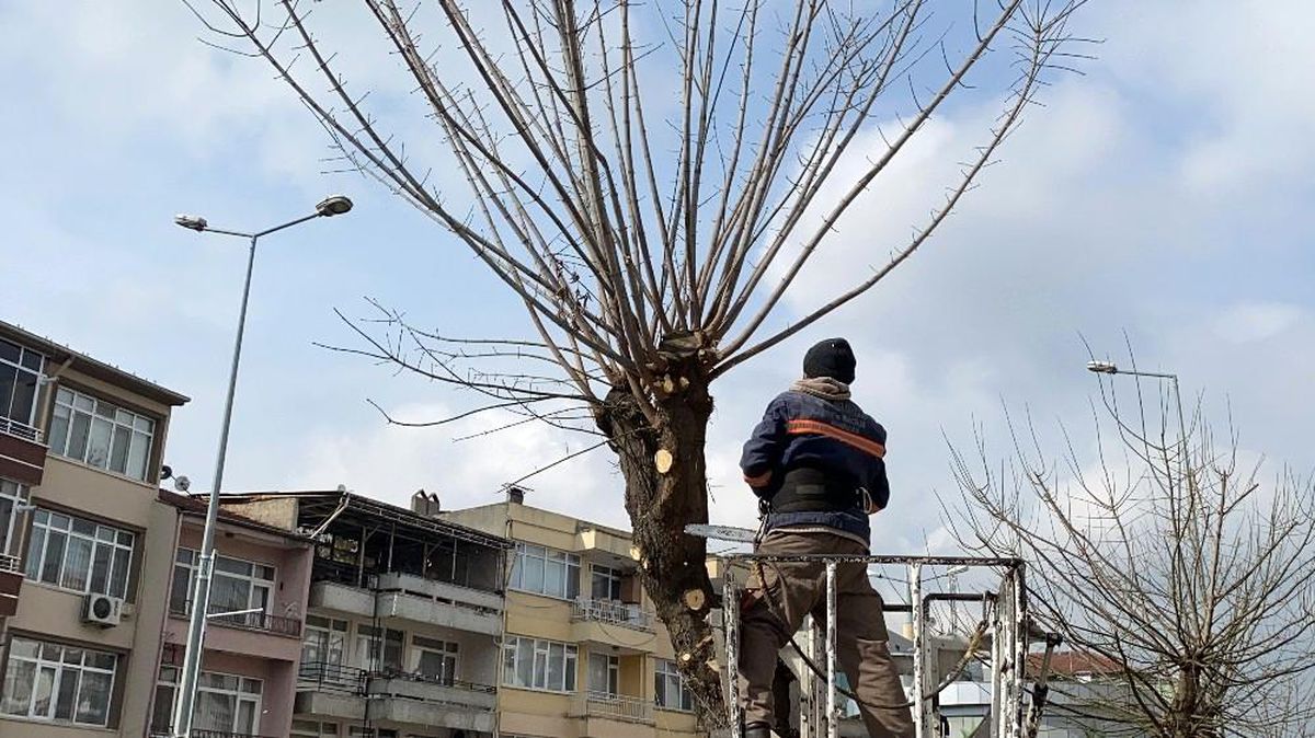 Ağaçlarda budamalar devam ediyor