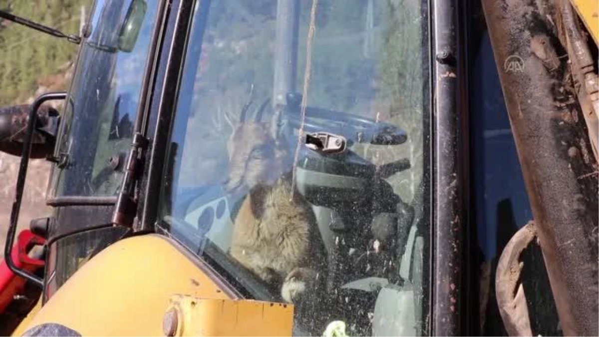 Bitkin halde bulunan dağ keçisi yavrusu bakıma alındı