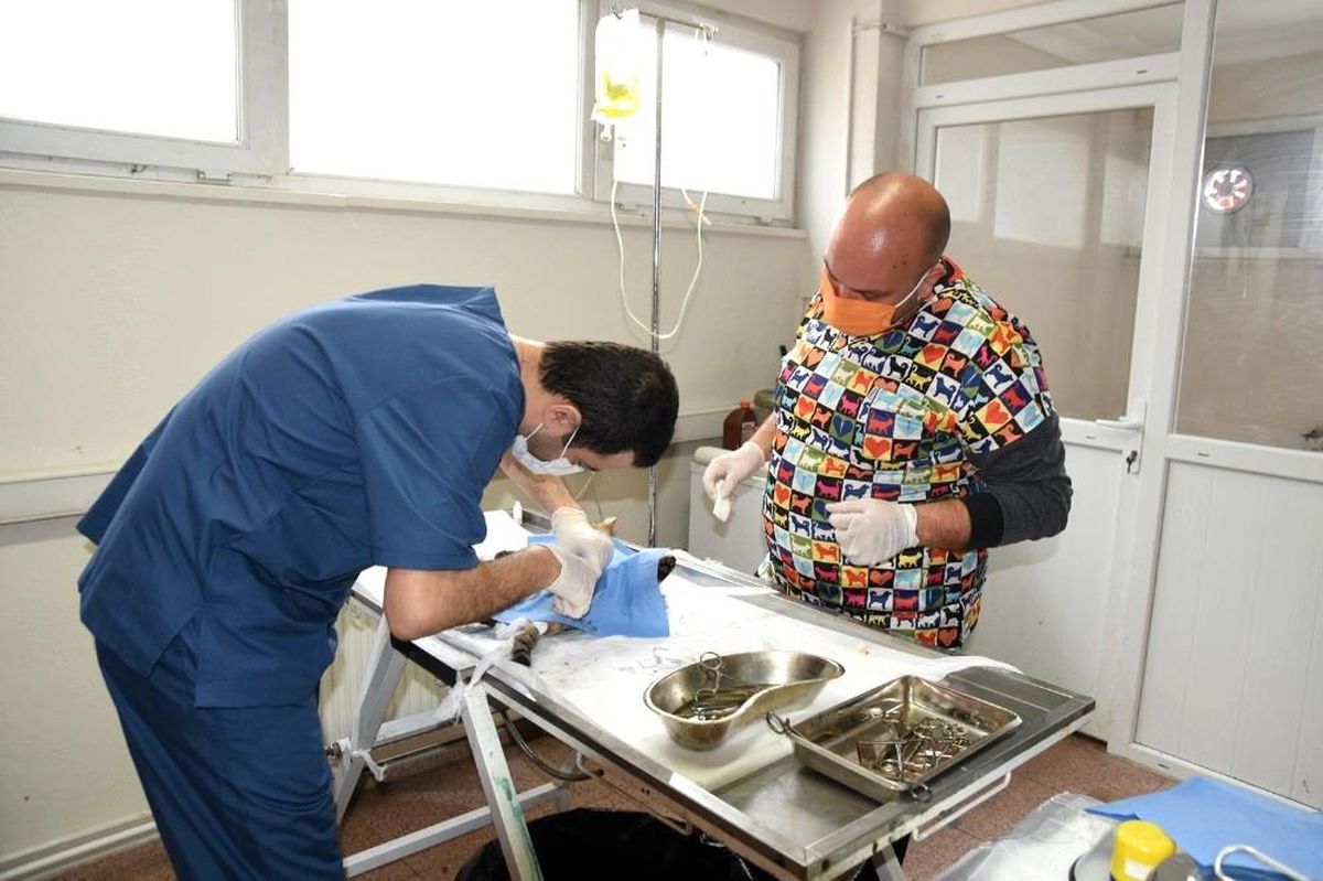 Edremit Belediyesi 7/24 sokak hayvanlarının yanında