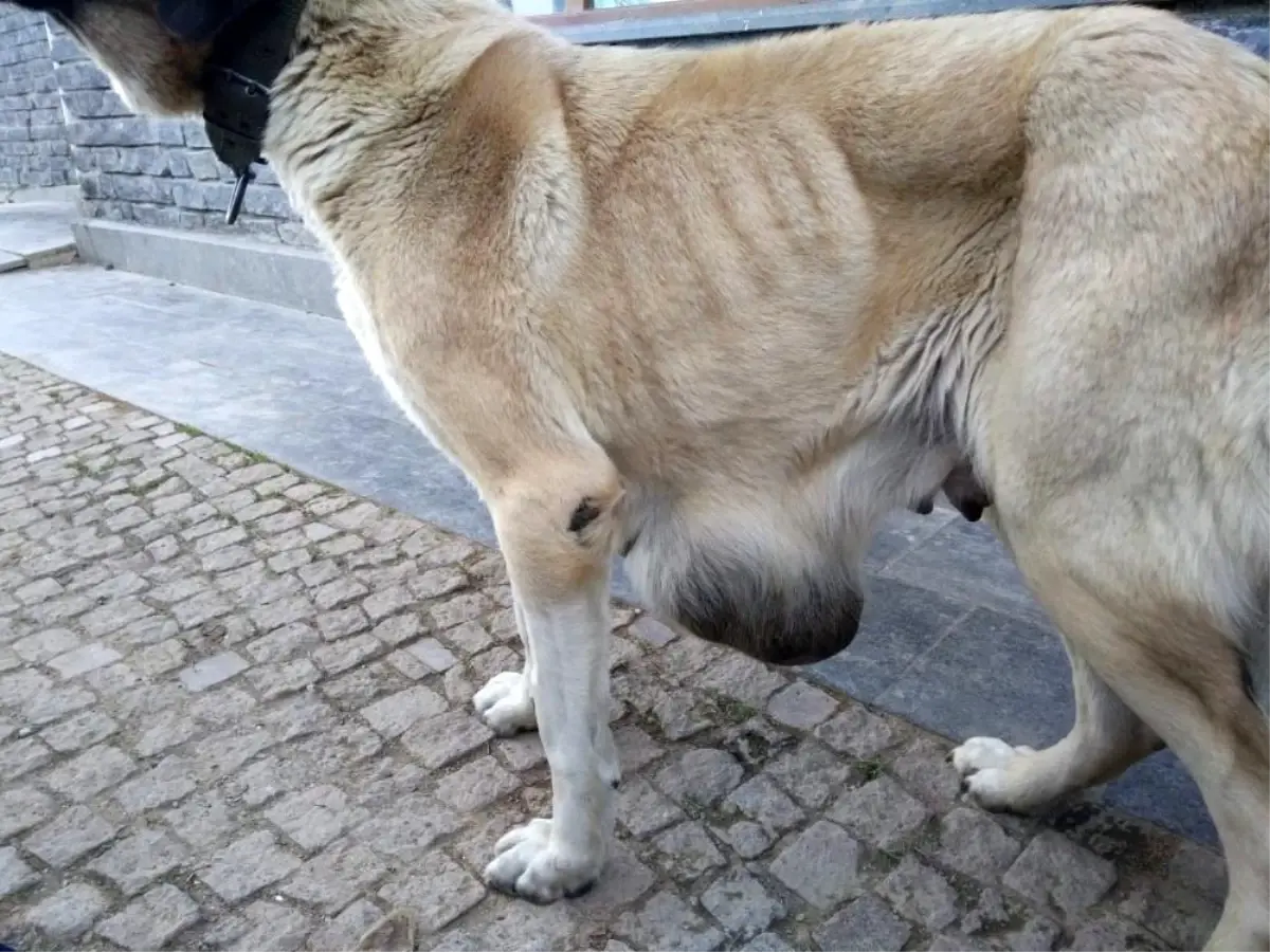 Samsun\'da meme tümörü olan sokak köpeği ameliyatla sağlığına kavuşturuldu