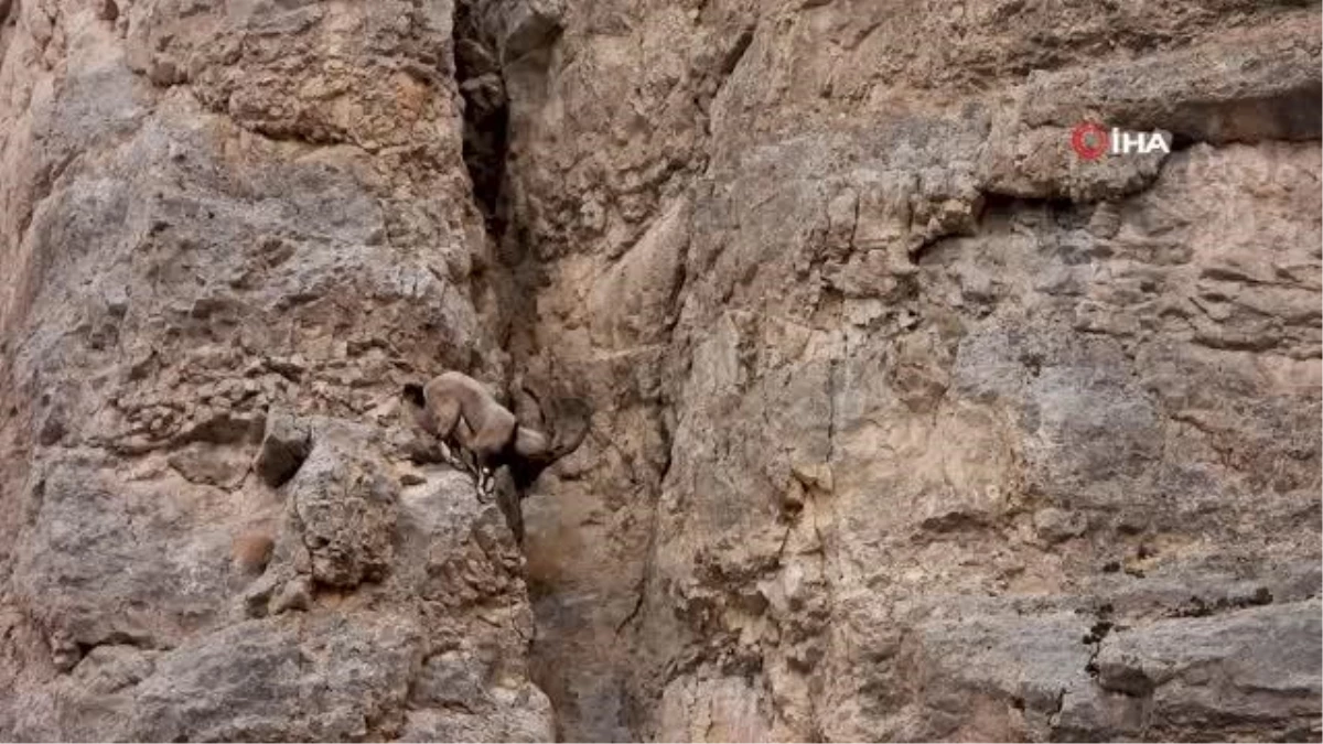 Kayaların usta tırmanıcıları