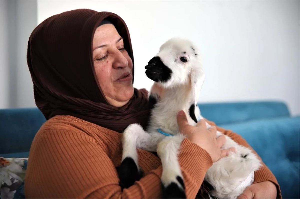 Sahiplendiği kuzu, hem evinin neşesi, hem de terapisi oldu