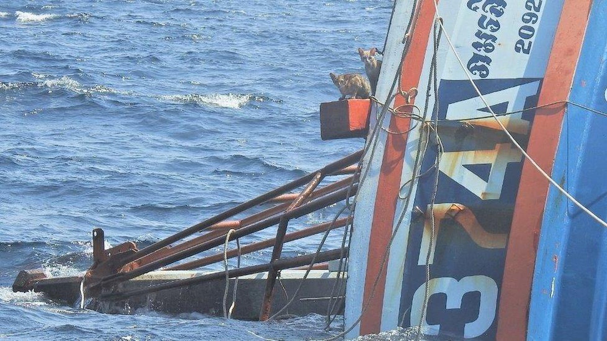 Tayland donanmasına bağlı denizciler yanmakta olan gemide mahsur kalan 4 kediyi kurtardı