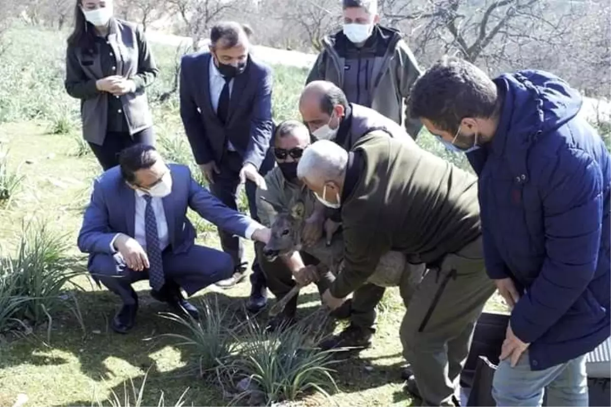 Tedavisi tamamlanan yavru karaca yeniden doğaya salındı