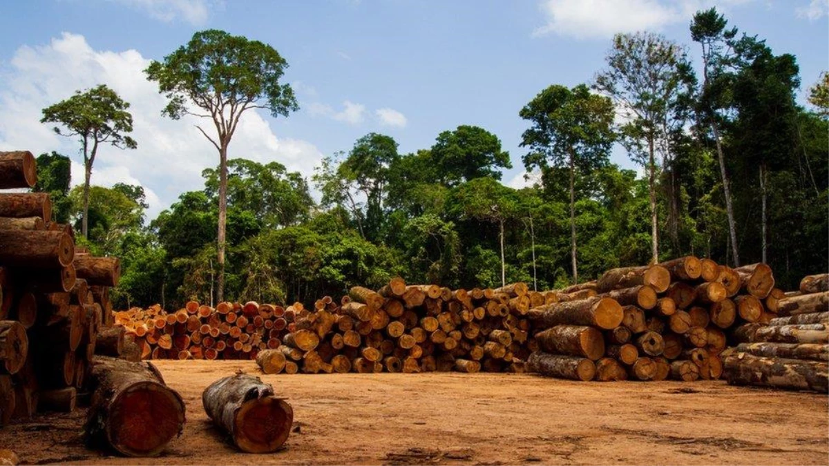 Brezilya\'da BBC\'nin \'Amazon ormanları Facebook\'ta satılıyor\' haberi sonrası soruşturma başlatıldı