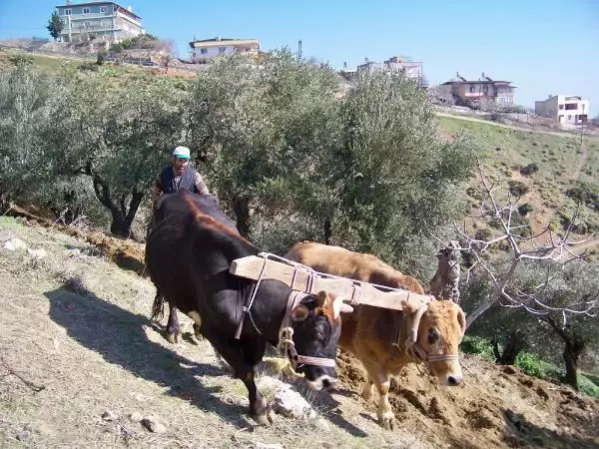 Bu köyde hala 'kara saban' kullanılıyor! Ekmek parasını iki öküzün sırtından kazanıyor