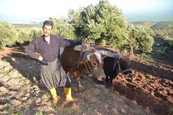 Bu köyde hala 'kara saban' kullanılıyor! Ekmek parasını iki öküzün sırtından kazanıyor