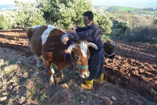 Bu köyde hala 'kara saban' kullanılıyor! Ekmek parasını iki öküzün sırtından kazanıyor