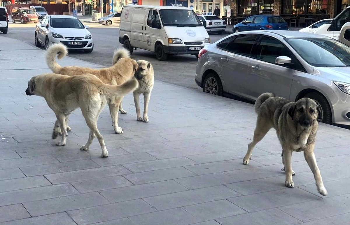 Erzincan\'da sokak köpekleri tehlike saçıyor