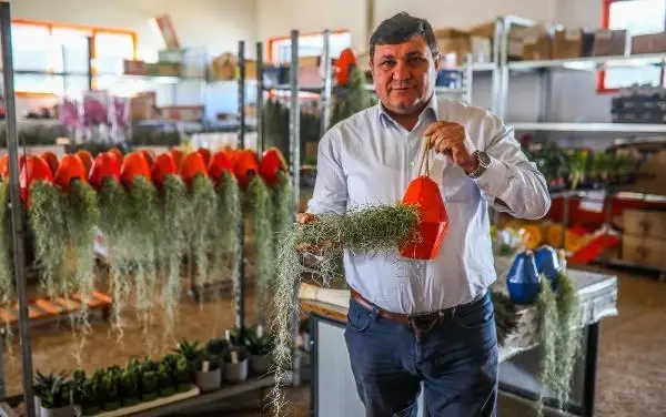 Toprağa ihtiyaç duyulmayan hava çiçekleri kadınların yeni gözdesi oldu