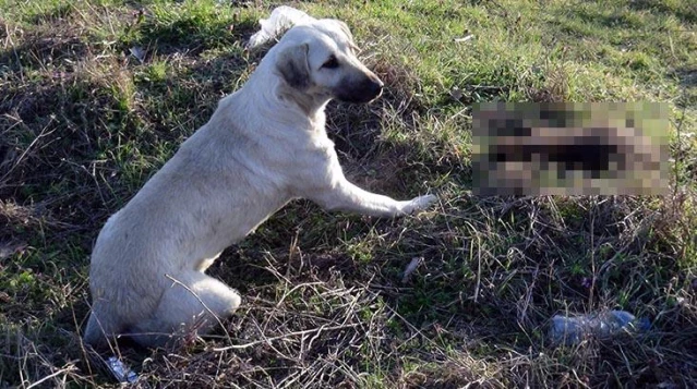 8 yavru köpek yakılarak öldürülmüş halde bulundu, anneleri bir an olsun başlarından ayrılmadı