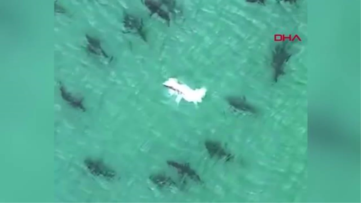 ABD\'de sahile yaklaşan köpek balığı sürüsü böyle görüntülendi