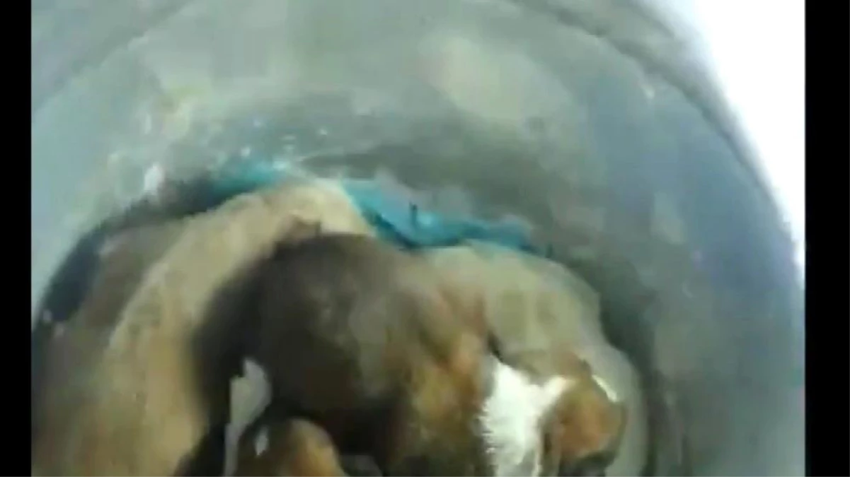 Son dakika haberleri! Beykoz\'da yeraltı çöp konteynerine atılan 7 yavru köpek itfaiye tarafından kurtarıldı