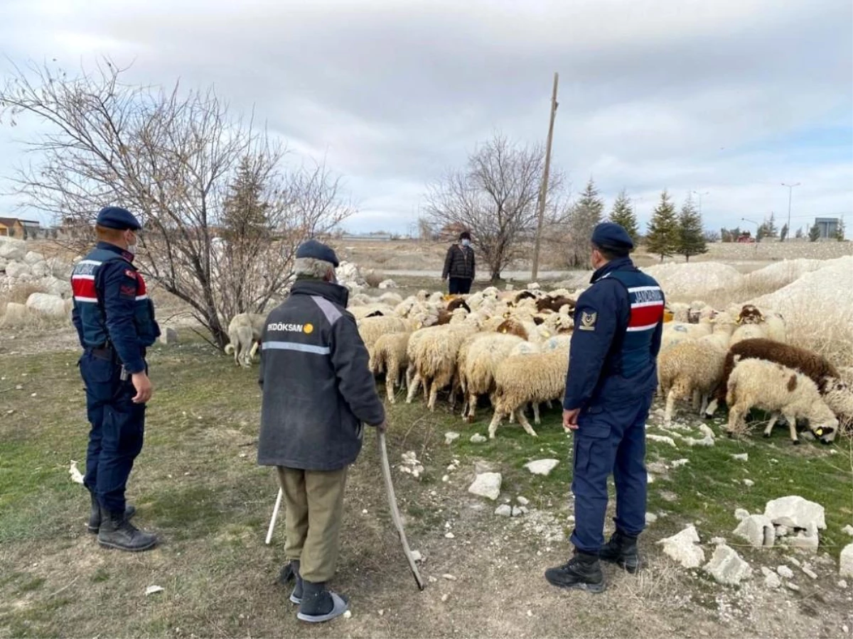 Kayıp koyunları jandarma ekipleri drone ile buldu