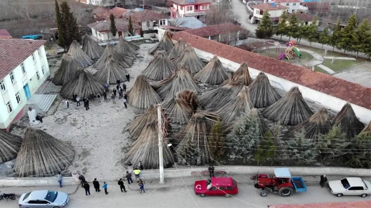 Samsun\'un Vezirköprü ilçesinde büyük umutlarla ekilen kenevirler üreticinin elinde kaldı