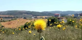 Kuşadası'nda 17 kök 'tülüşah' korumaya alındı