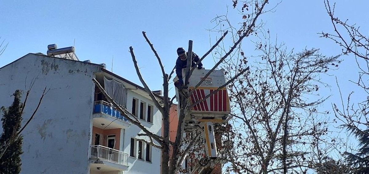 Osmancık\'ta belediye ekipleri ağaçları buduyor