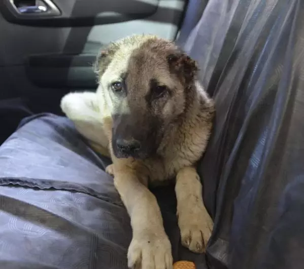 Sahiplendiği köpeğin kulaklarını kesen kişiye para cezası