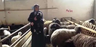 Devlet desteğinden yararlandı, koyun sürüsü sahibi oldu