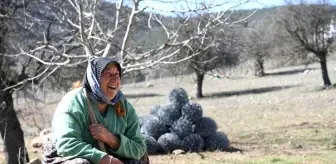 Fatma teyzenin 62 yıllık çobanlık hikayesi