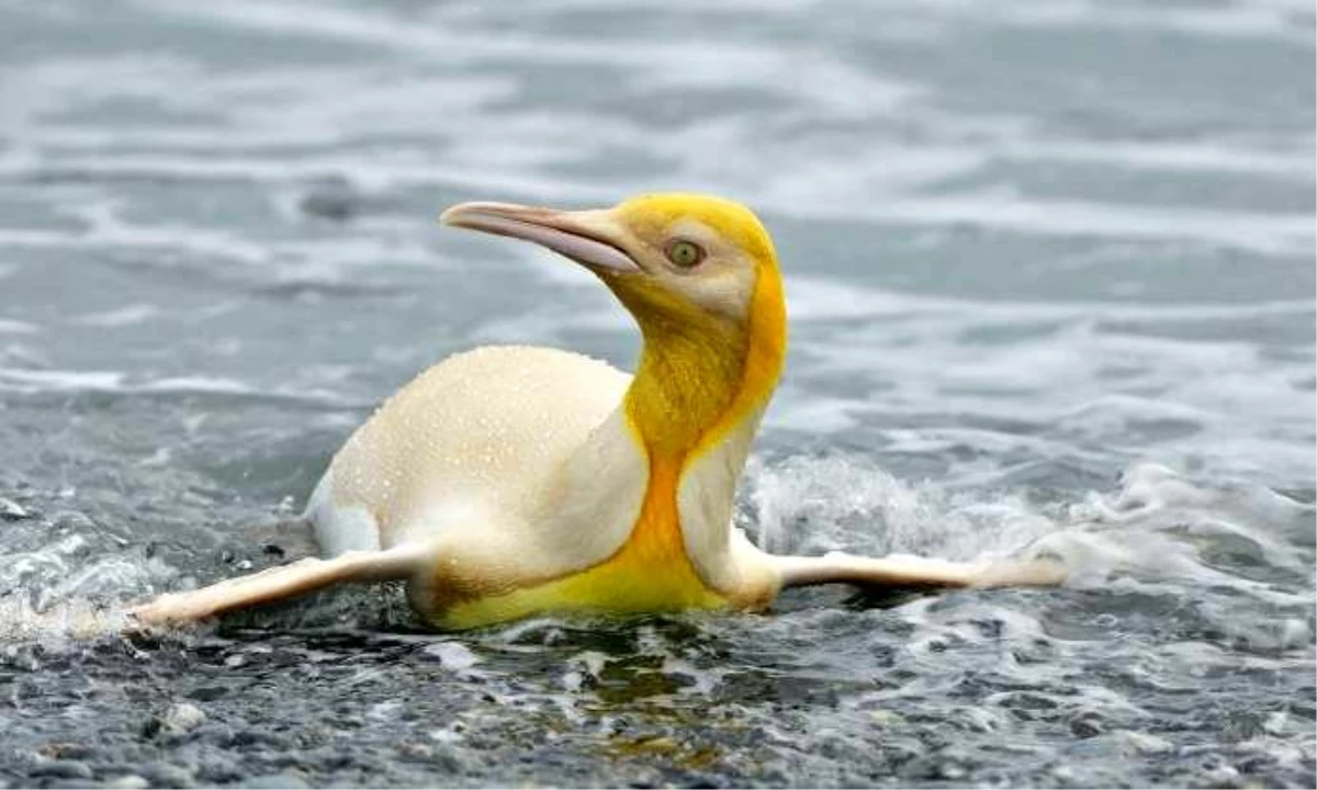 Karşınızda Sarı Penguen!