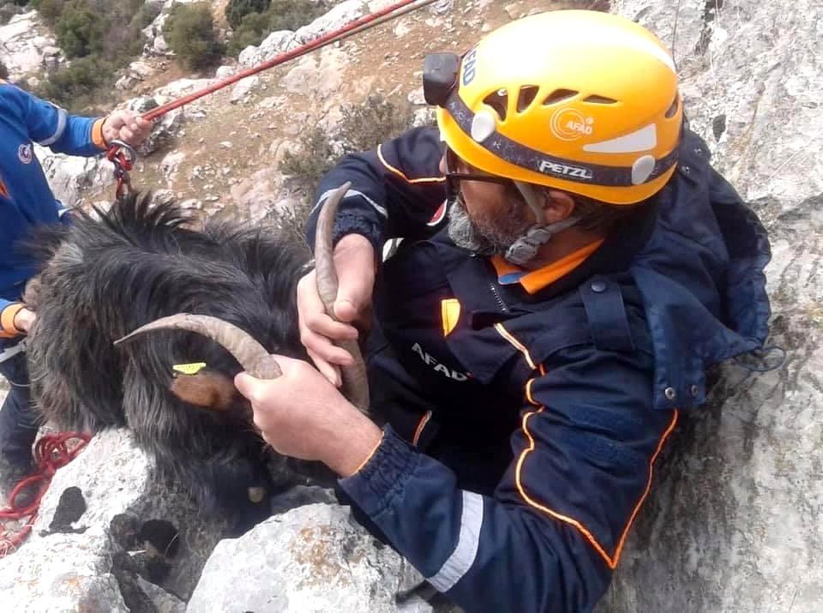 Kayalıklarda mahsur kalan keçiyi AFAD ekipleri kurtardı