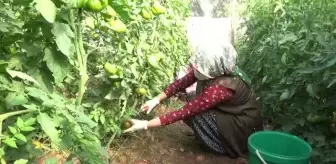 Mersin'de yetiştirilen yerli domates talep görüyor