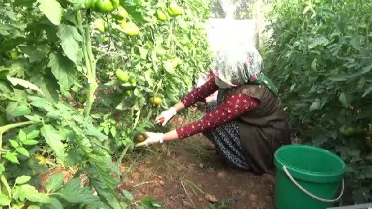 Mersin\'de yetiştirilen yerli domates talep görüyor