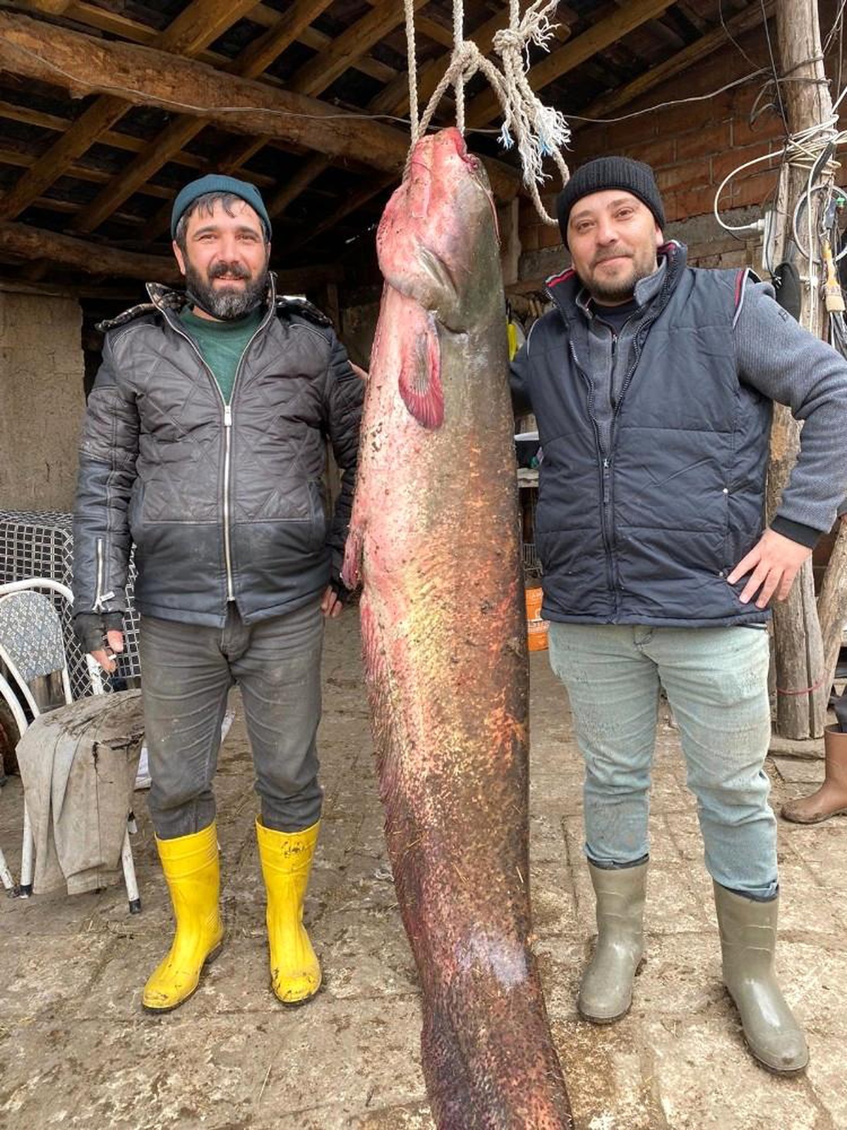 Balıkçıların oltasına 2 metre 20 santimlik yayın balığı takıldı