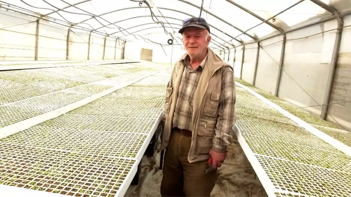 Balıkesir\'de üretilen şeker otu Amerika\'ya ihraç ediliyor