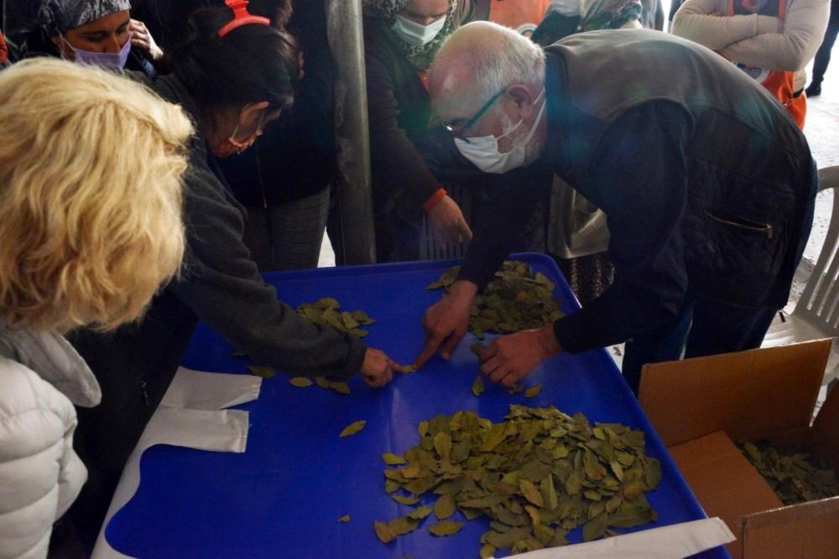 Defne yaprağı kadınlara ek gelir oluyor