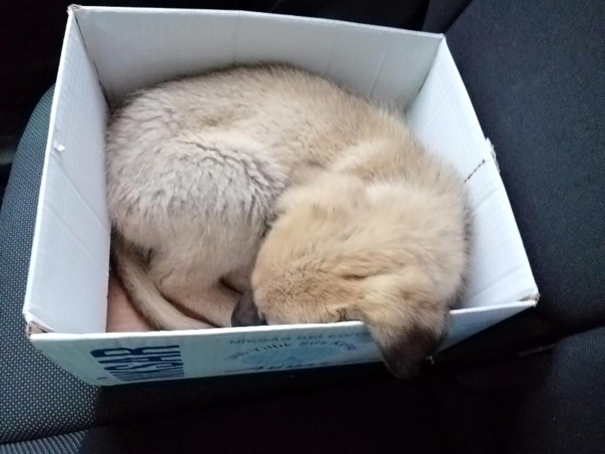 Hırpalanan yavru köpeğe zabıta şefkati