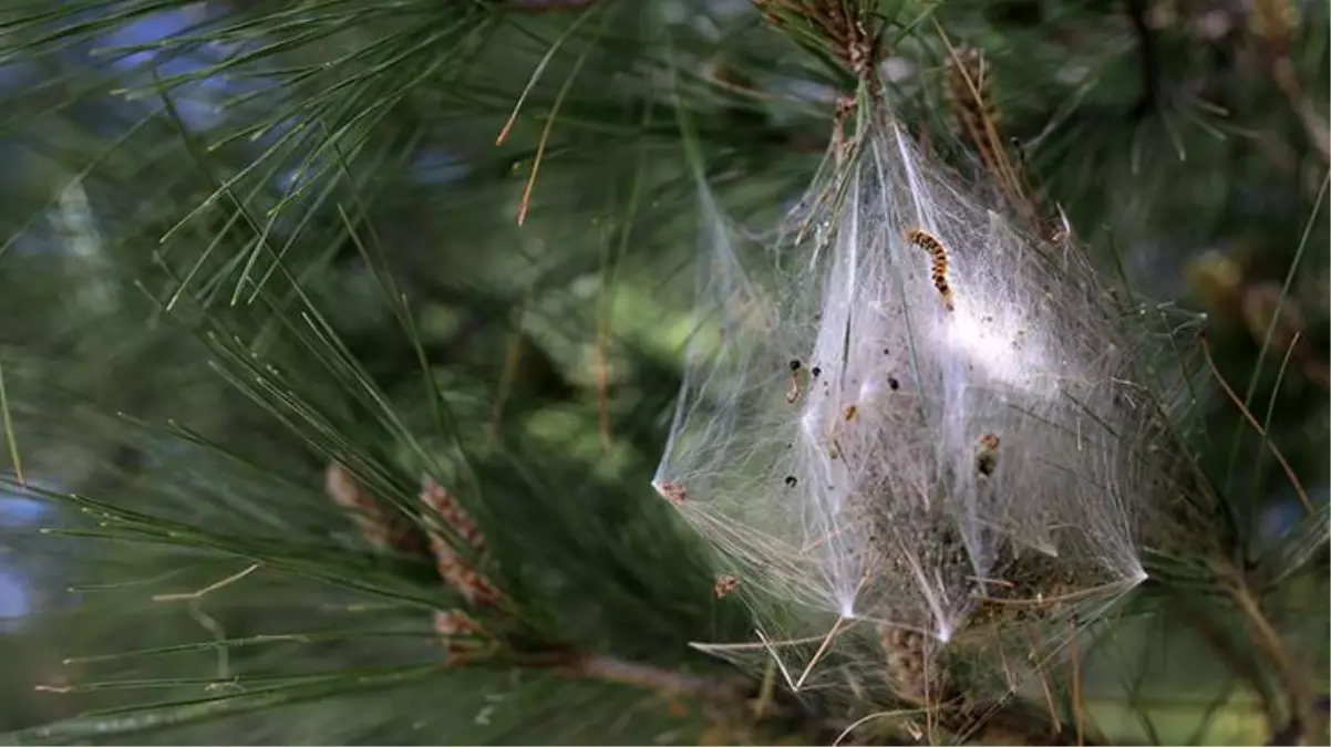 Kızılçam ağaçlarında yetişen \'Çam kese tırtılı\' insan sağlığını tehdit ediyor