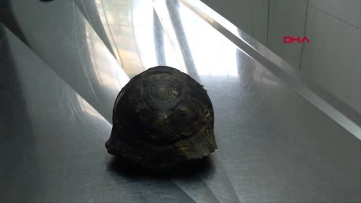 Alanya\'da çıkan orman yangınından kaplumbağalar kurtarıldı