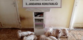 Jandarmadan süs köpeği baskını