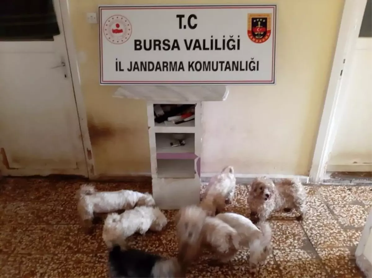 Jandarmadan süs köpeği baskını