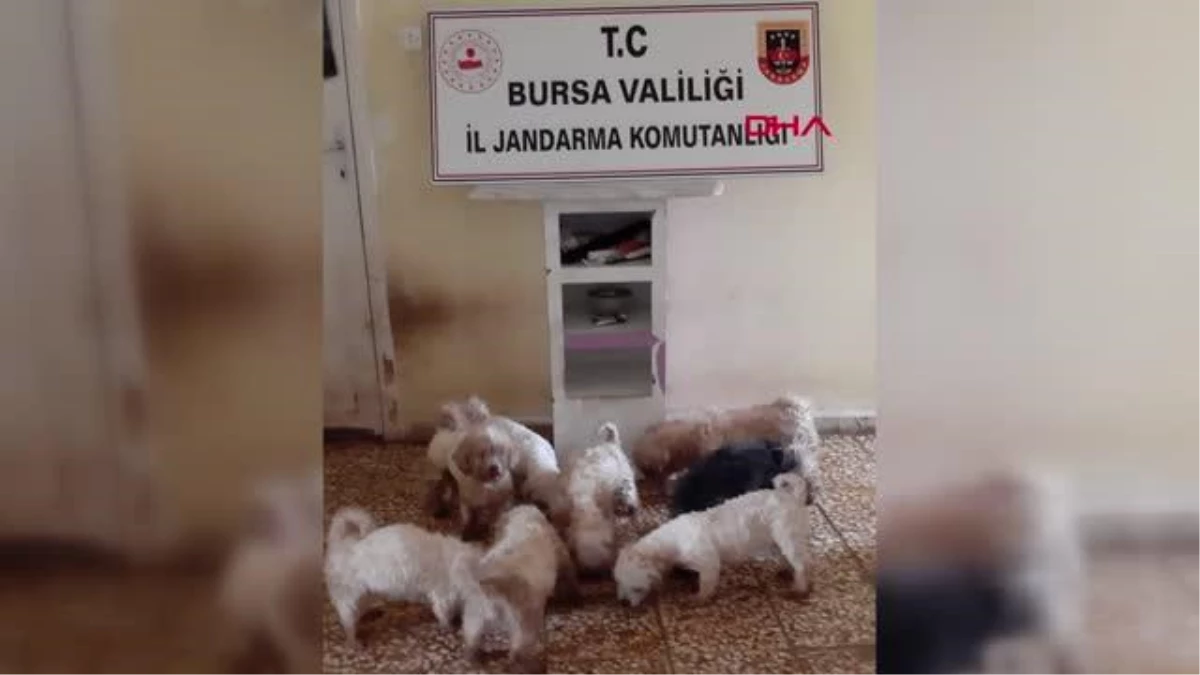 BURSA Çiftliğe köpek baskını; \'Maltese Terrier? cinsi 23 köpek ele geçirildi