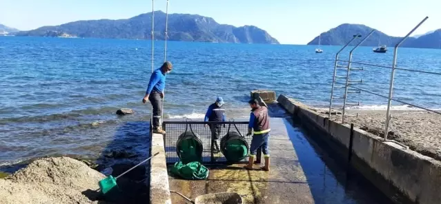 Marmaris'te dere ağızları ağ ile kapatılıyor