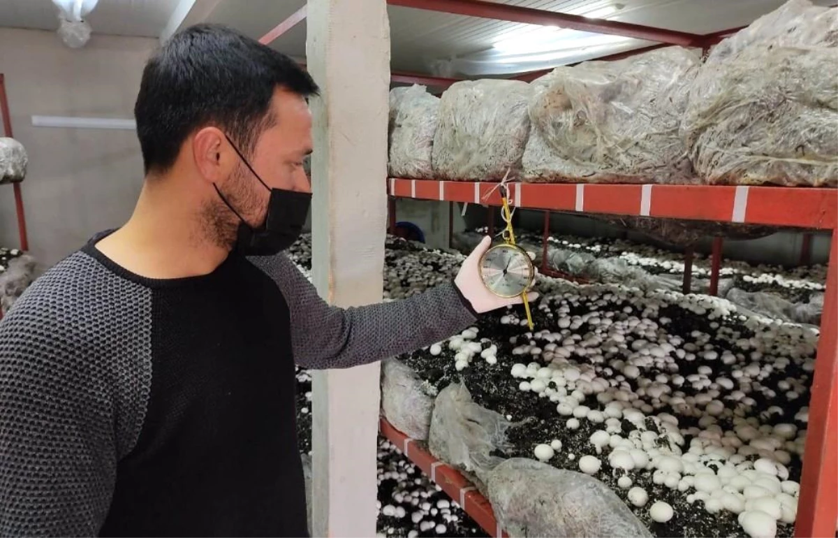Üniversiteli girişimcinin ürettiği mantarlar kapış kapış satılıyor