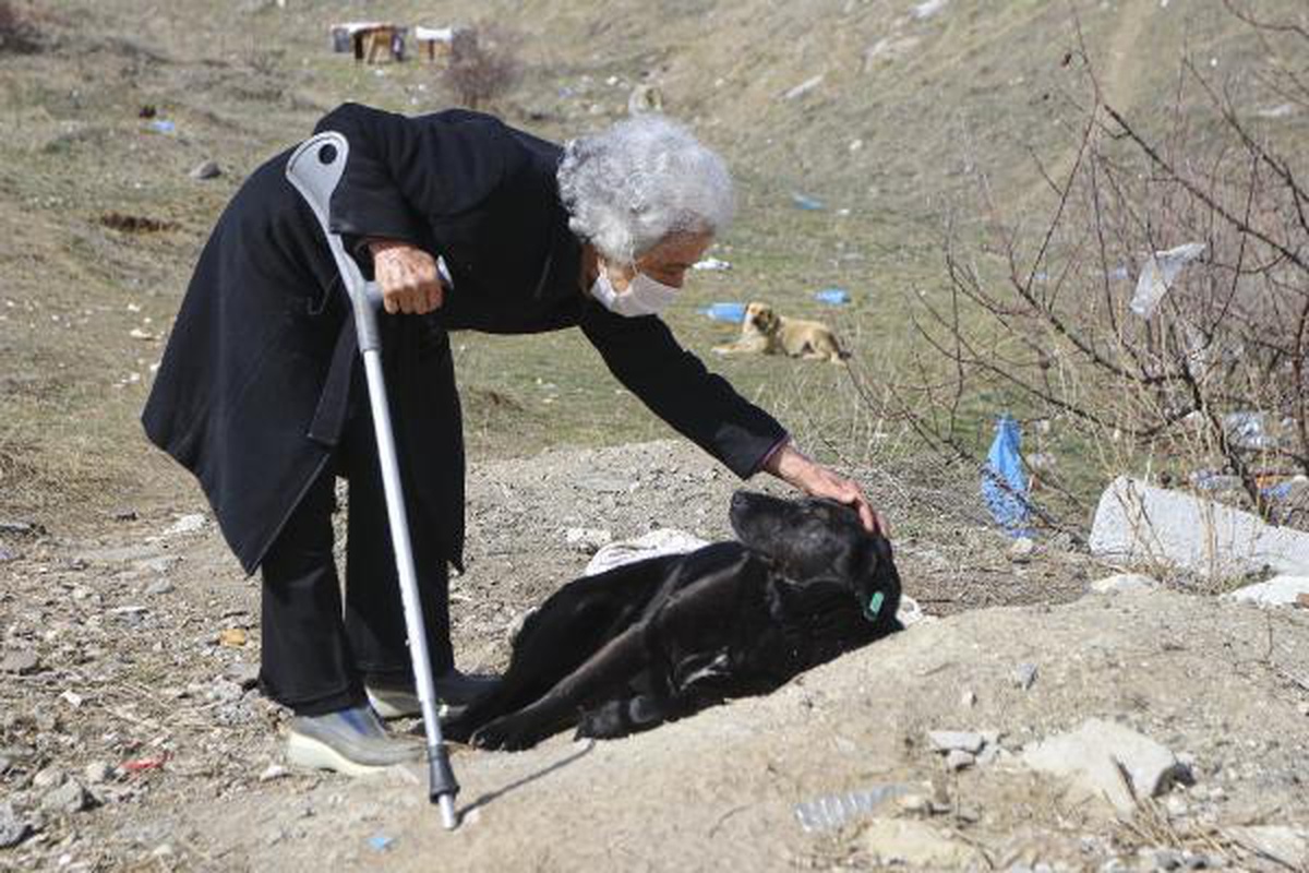 ANKARA 82 yaşında her gün sokak köpeklerini besliyor